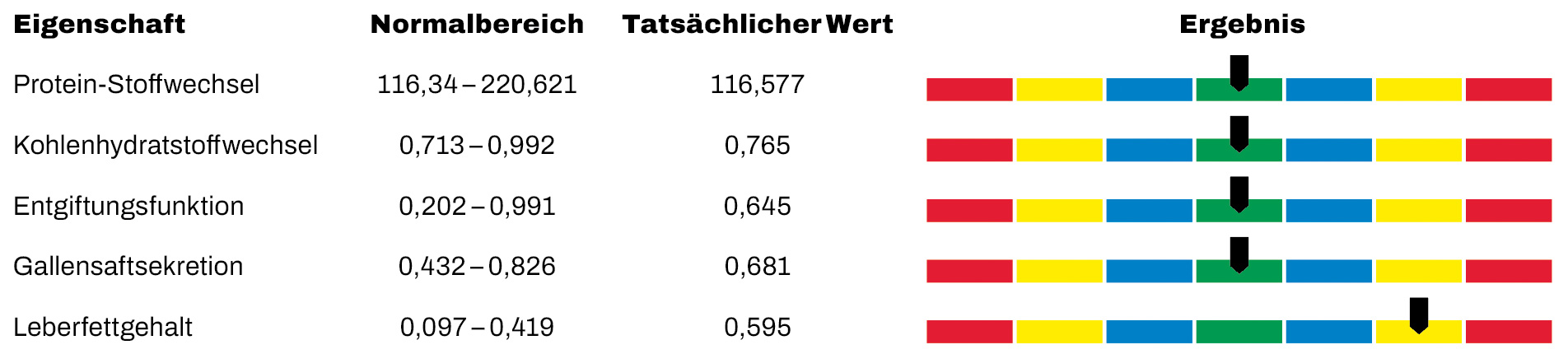 Auszug aus dem Analyse-Bericht: Leberfunktion